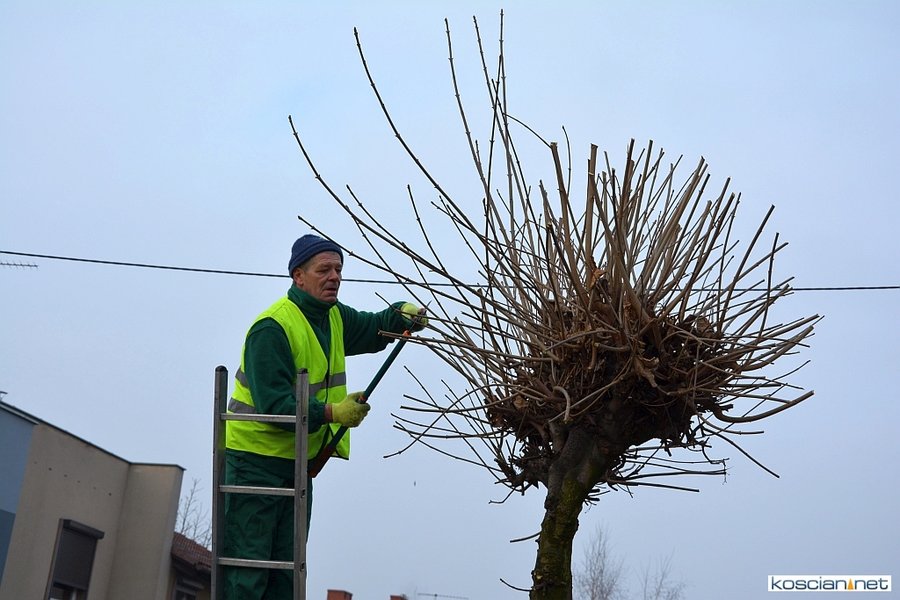 Po interwencji na drzewach pozostawiane są dłuższe gałęzie