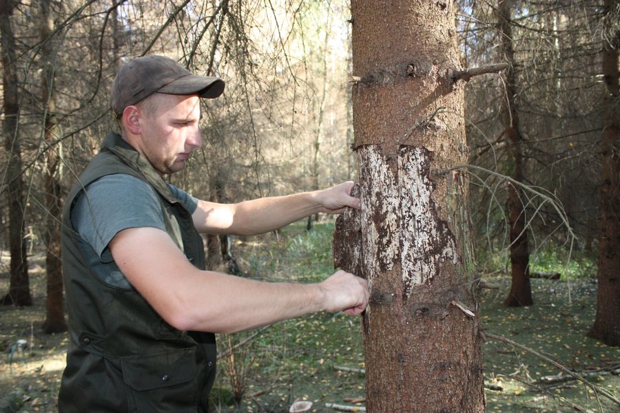  Pod korą zdrowo wyglądającego drzewa znajdujemy kornicze Tokio...