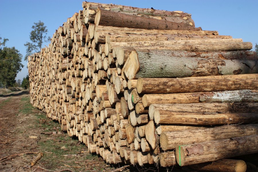 Wycinka trwa. Intensywna. To istny wyścig z czasem, którego – wbrew pozorom nie ma wcale wiele. 