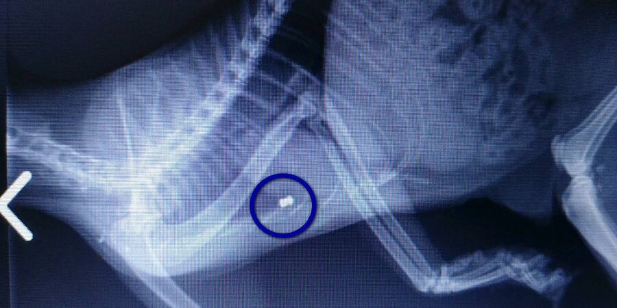 Do tego kota pani Joanny ktoś strzelał z wiatrówki 