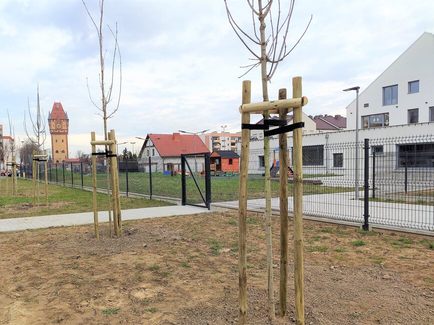 Lipy zasadzono także przy przedszkolu na os. Konstytucji 3 Maja