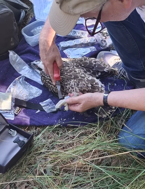 Obrączkowanie młodego rybołowa. Fot. Robert Mądry