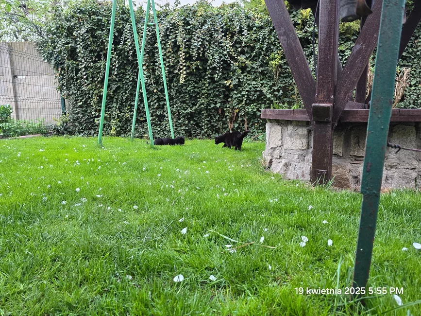 Ten kościański trawnik był nawożony Obro-Cal’em