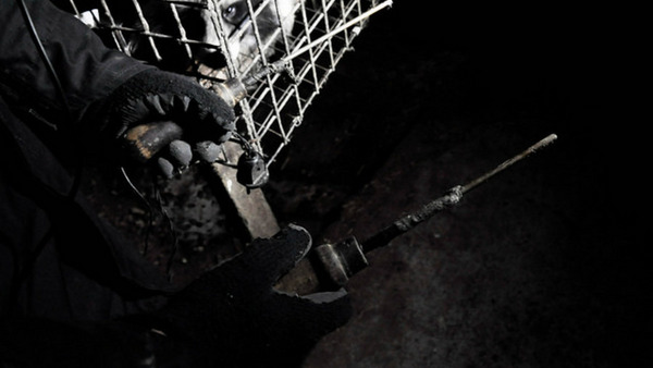 Okrutny ubój lisów 