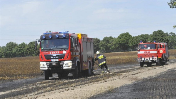 Paliło się zboże na pniu 