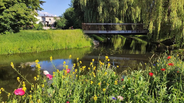 Łąki kwietne nad Obrą
