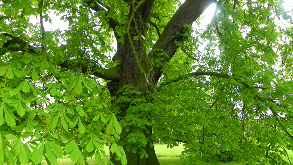 Uratowali Benedykta – ozdobę opactwa i pomnik przyrody 