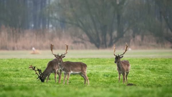 Wiosna: spotkanie z jeleniami i danielami
