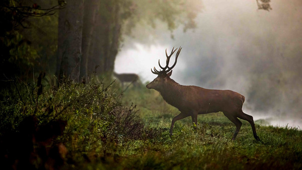 Zaczyna się rykowisko. Zaglądamy nad kanał Obry