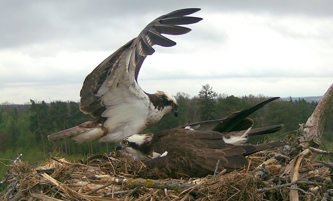 Rodzina rybołowów. Ujęcie z kamery Komitety Ochrony Orłów