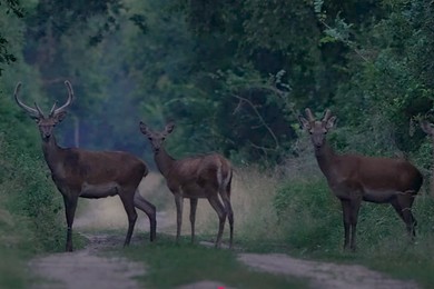 Poranne spotkanie z jeleniami