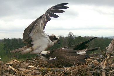 Trojaczki w Jurkowie – sukces lęgowy rzadkiego gatunku