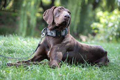 Dana rozpoczęła służbę w Kościanie. To pierwszy policyjny pies tej rasy w Wielkopolsce