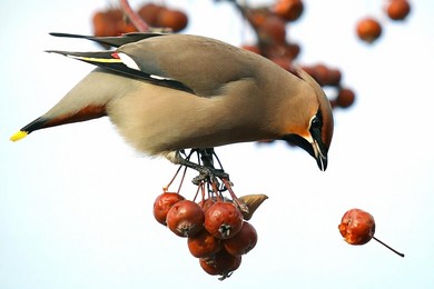 Nadleśnictwo Kościan zaprasza do akademii leśnych ptaków