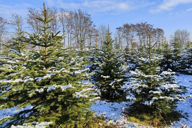 Rusza sprzedaż choinek prosto z lasu