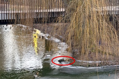 Co robić gdy znajdziemy martwe zwierzę?