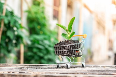 Z kościańskiej oczyszczalni na pola – osad stał się nawozem