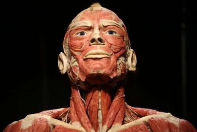 Anatomiczna wystawa BODY WORLDS jest już w Poznaniu!